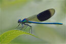 Banded Demoiselle - Shylaja Muringoor
