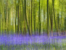 Bluebells ICM - Shylaja Muringoor