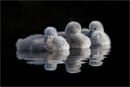 Cygnet Charm - Carole Milligan