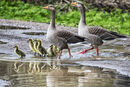 Family Outing - Jim Williams
