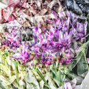 Flowers - Chris Saunders