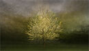 Glowing Tree - David Tyrrell