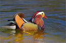 Mandarin Duck - Shylaja Muringoor