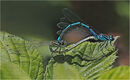 Mating Damsels - Shylaja Muringoor
