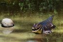 Pacific Caiman - Michelle Parsons