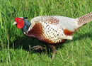 Pheasant - Steve Freeder