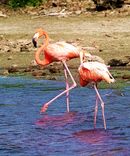 Pink Chickens - Roy Parsons