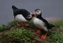 Puffin Partners - Ray Benn