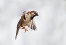 Sparrow Watching - Hafiz Tara