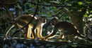 Squirrel Monkeys - Sue Rosner