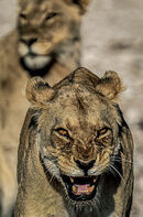 lioness - Hafiz Tara