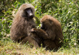 Olive baboons