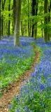 Bluebell Path