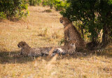 Cheetah family