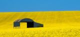 Barn in a Yellow Field