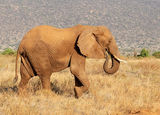Samburu Elephant elephant feeding in Kenya's samburu national reserve