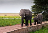 Elephants on the move.