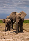 Elephants dozing