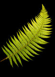Fern frond