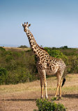 Masai Giraffe