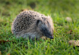 Hedgehog