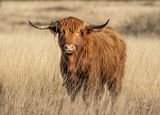 Highland cow