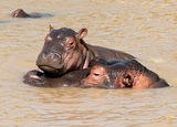 Hippos