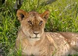Lion cub