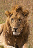 The King of the Mara