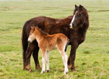 Mare and foal