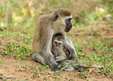 Vervet monkeys
