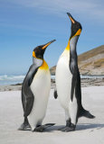 King Penguins