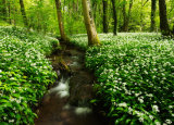 Wild Garlic Wood