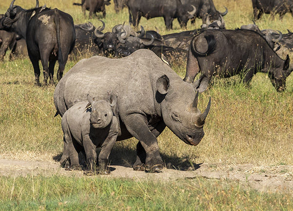 black rhino mother and baby