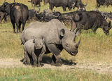 Black Rhinos black rhino mother and baby