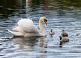 Swan family