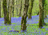 Bluebell wood in spring