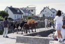 Gathering cattle to ship-off island, Inis Oirr Ref. # F459.28