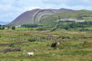Glenbeigh to Cahirciveen Road, Co. Kerry Ref. # DSC1560