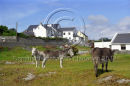 Inis Oirr, Aran Islands, Co. Galway Ref. # F446.2