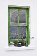 Potatoes growing in Boots on Mairead Sharry's Window Sill, Inis Oirr Ref. # DSC9988
