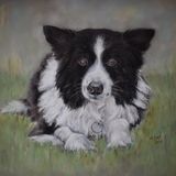 pastel painting off black and white border collie