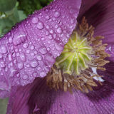 Poppy and Raindrops.