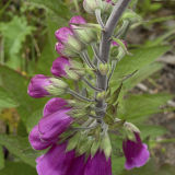 Foxglove