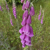 Foxgloves