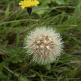 Dandelions