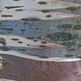 Coloured Bark