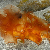 Rockpool Seaweed