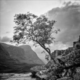 Tree, Glen Coe.