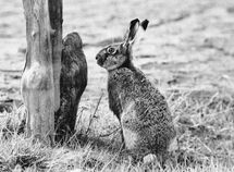 fauna